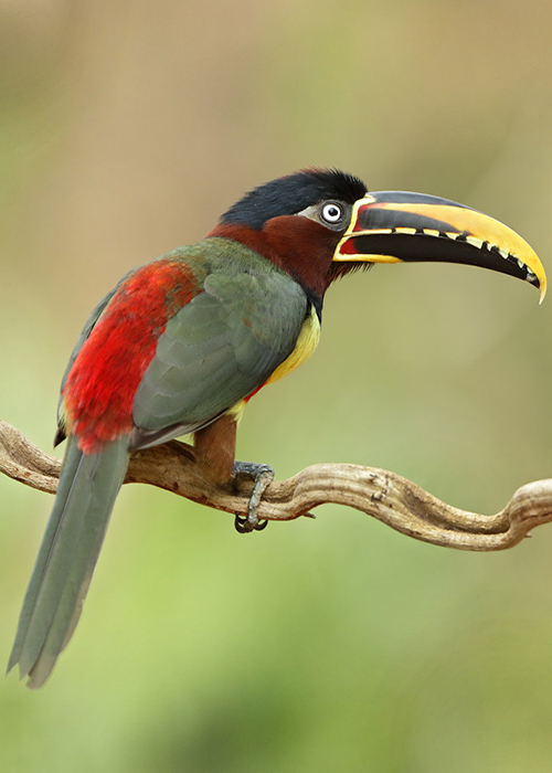 Oiseaux tropicaux du Paraguay - 1
