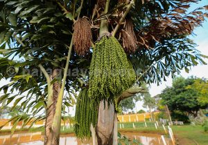Fruits du Taquipán