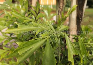 Palme, Taquipán