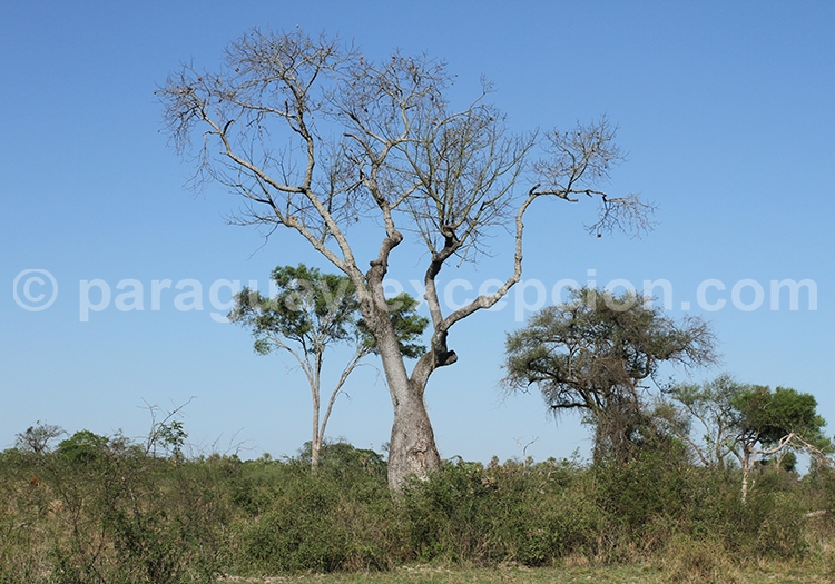 Quels arbres trouve-t-on au Paraguay, le palo borracho