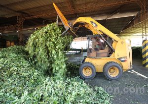 La production de maté au Paraguay