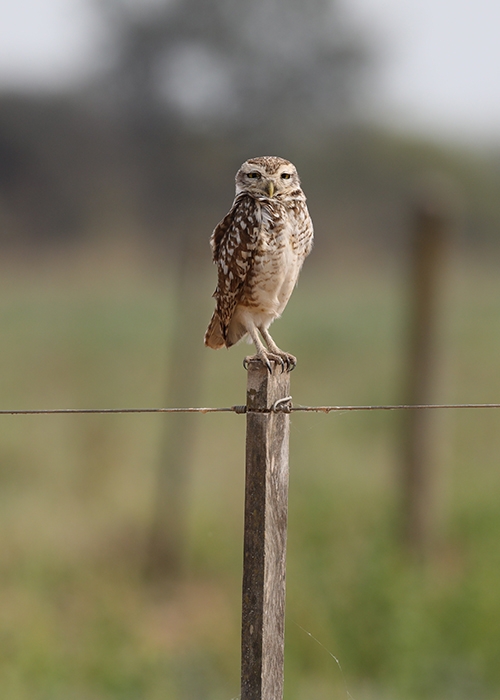 Rapaces du Paraguay - 1