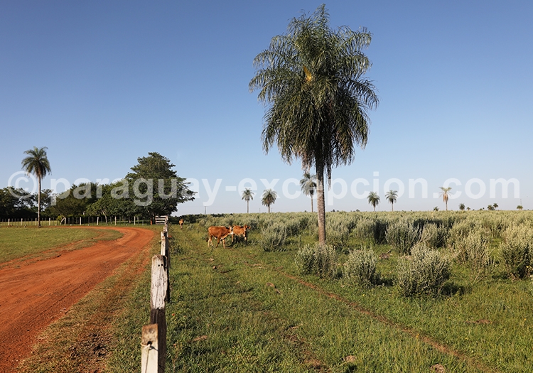 Région Yvy, Paraguay