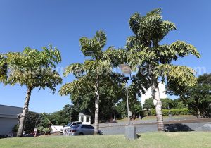 Palmier taquipán, arbres du Paraguay