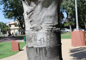 Tronc, palmier taquipán