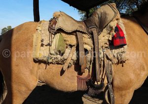 Selle et accessoires des chevaux en estancias Paraguay