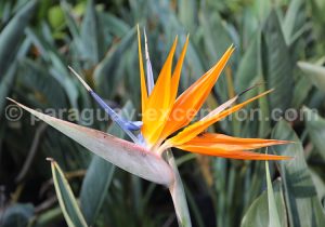 Fleur du Paradis