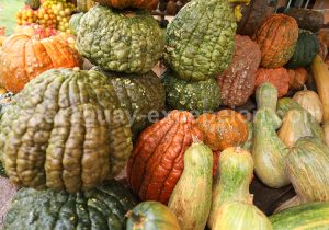 Espèces de courges Espèces de courges