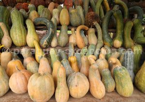 Espèces de courges Espèces de courges