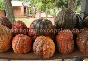Espèces de courges Espèces de courges
