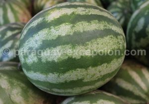 Sandia, pastèque