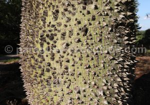 Texture d'un cactus Texture d'un cactus