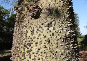 Texture d'un cactus Texture d'un cactus
