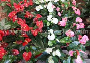 Anthurium rouge Anthurium rouge