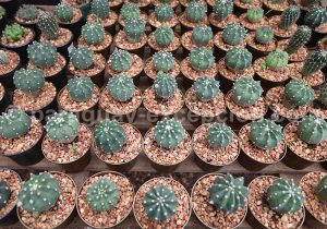 Astrophytum, Paraguay Astrophytum, Paraguay