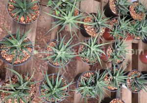 Aloe Vera Aloe Vera