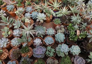 Plantes vertes et succulentes du Paraguay Plantes vertes et succulentes du Paraguay