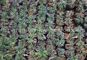 Plantes vertes, Paraguay Plantes vertes, Paraguay