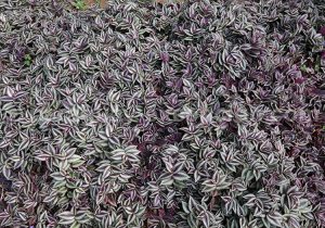 Plantes vertes et succulentes Plantes vertes et succulentes