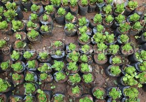 Succulentes, Paraguay Succulentes, Paraguay