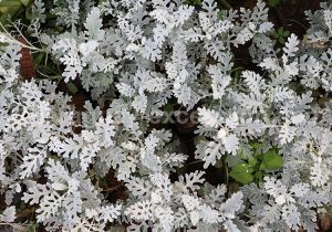 Jacobaea maritima Jacobaea maritima