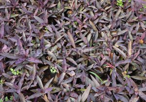 Succulentes Succulentes
