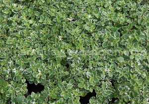 Plectranthus coleoides Plectranthus coleoides