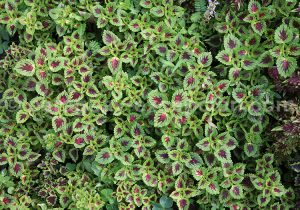 Plectranthus scutellarioides Plectranthus scutellarioides