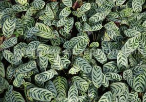 Peperomia Peperomia