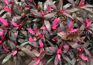 Cordyline fruticosa Rubra Cordyline fruticosa Rubra