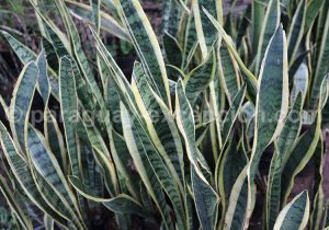 Sansevieria trifasciata Sansevieria trifasciata