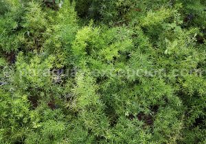 Espèces de plantes vertes au Paraguay Espèces de plantes vertes au Paraguay