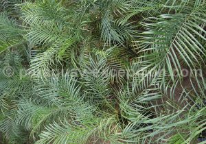 Plantes tropicales, Paraguay Plantes tropicales, Paraguay