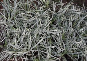 Plantes tropicales, Paraguay Plantes endémiques d'Amérique du Sud
