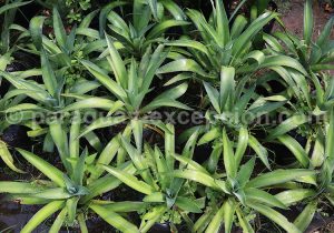 Plantes du Paraguay Plantes du Paraguay