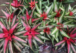 Dracaena marginata Colorama Dracaena marginata Colorama