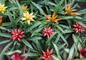 Bromeliacées de Antilles Bromeliacées de Antilles