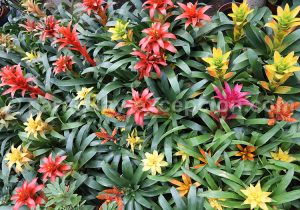 Bromeliacées de Antilles Bromeliacées de Antilles