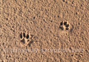 Trace animale