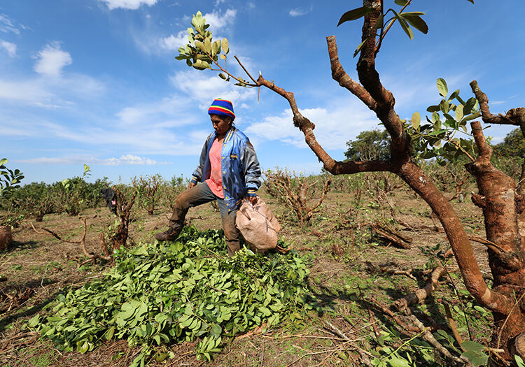 ~ Plantation de maté ~ Plantation de maté