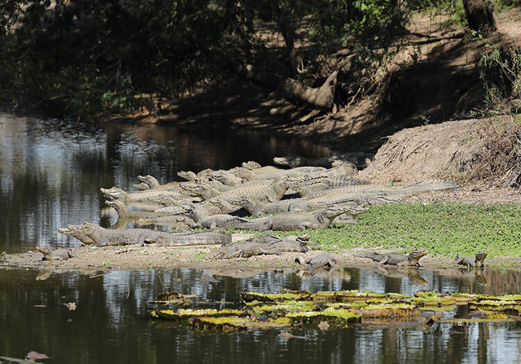 Caiman yacare