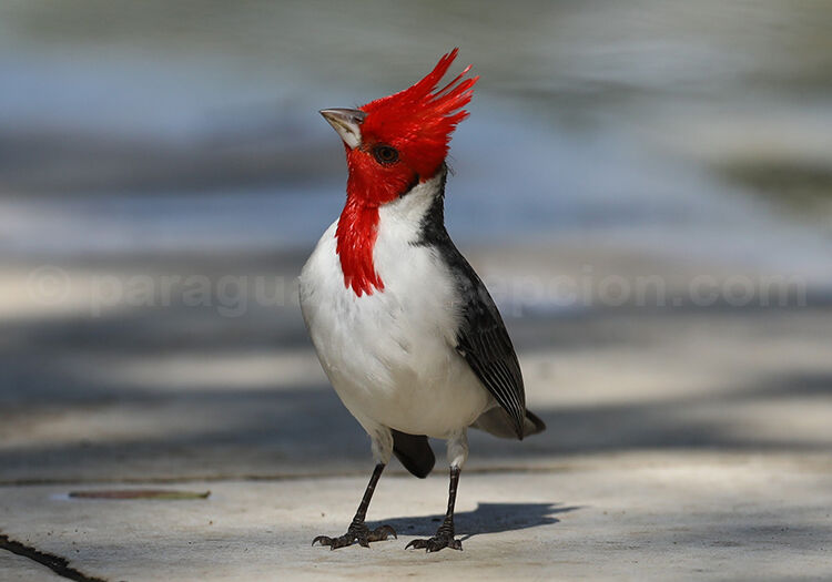Paroare huppé, Cardenal